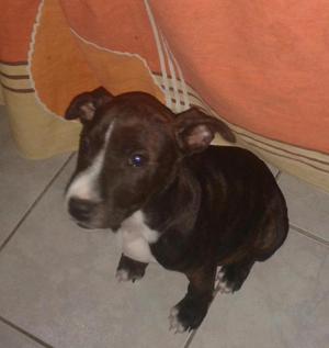 Vendo Perrita Pitbull