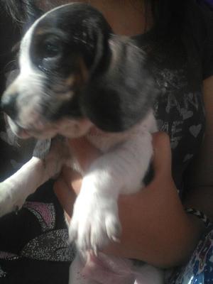 Venta Basset Hound O Hush Puppies Aqp