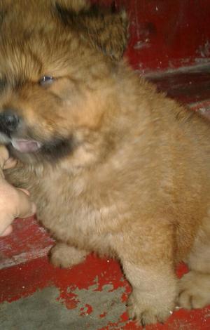 Venta de Cachorros Chow Chow Negociable