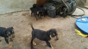 Venta de Cachorros Rotwailer en Tarapoto