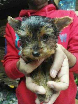 Yorkshire Terrier Hermosos Miniaturas