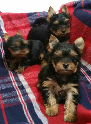 Yorkshire Terrier Miniaturas Miraflores