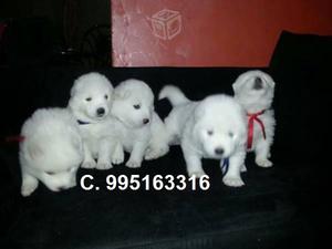 bellos hermosos samoyedo cachorros vacunados envios a