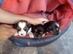 cachorritos