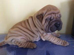 sharpei hembra full arrugas