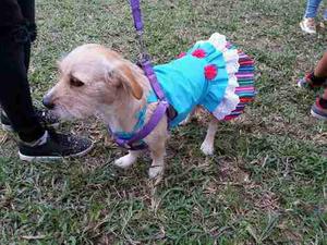 Vestidos Andina Chic - Ropa Para Mascotas