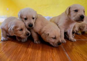 CACHORROS LABRADORES PUROS