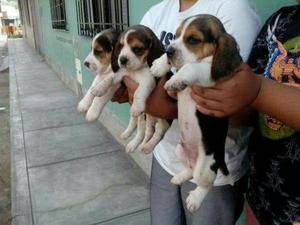 Cachorritos Beagles Padre con Pedigri