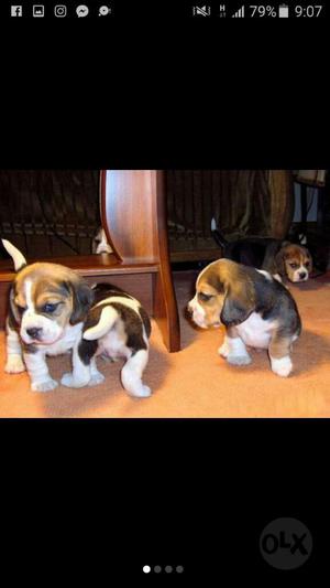 Lindos Preciosos Cachorritos Beagle Tric