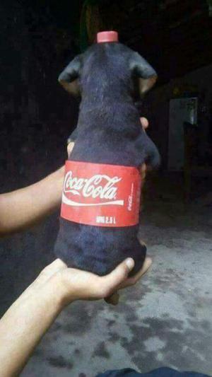 Perro Cola Ja B.