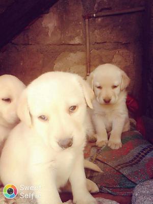 Se Vende Cachorros Labradores