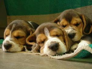 Autenticos Cachorros Beagle Linea A1