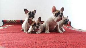 Bulldog Frances