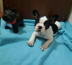 Bulldog Frances Vaquitaas Y Negritas