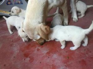 Cachorritos Labradores