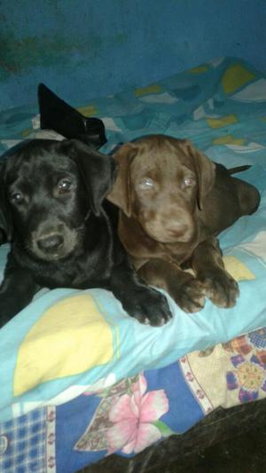 Cachorros Labradores en Venta