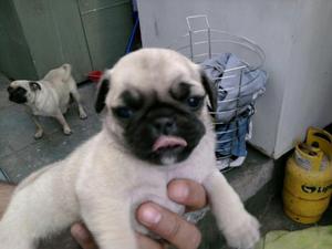 Cachorros Pug