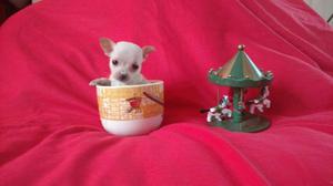 Chihuahuas Mini Toy Tea Cup