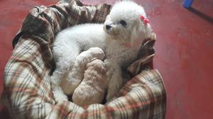 Hermosos Podles