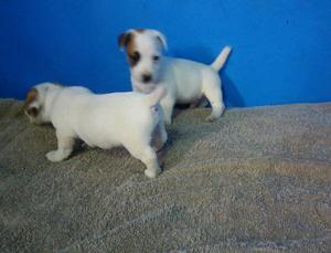 Jack Russell Cuatricientos Soles Pirata