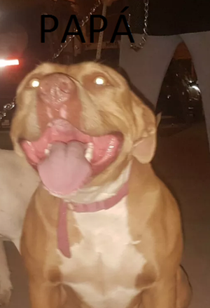 PITBULL RED NOSE
