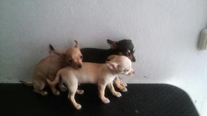 Preciosos Chihuahua Toy