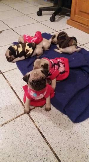 Pug Carlinos Padres Juntos