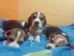 cachorritos beagle tricolor