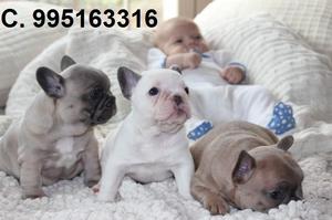hermosos vacunados bulldog frances lindos cachorros