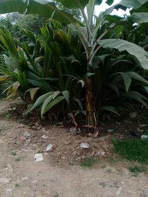 Venta de 100 Plantas de Coco