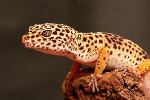 Busco Gecko Leopardo U Otro Reptil De Mascota