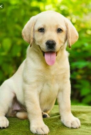 Adopto Labrador