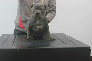 American Bully