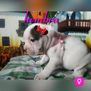 American Bully Hembra