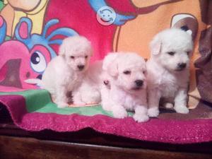 BICHON FRISE BELLOS RAZA PURA CACHORROS