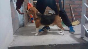 Beagle para Monta