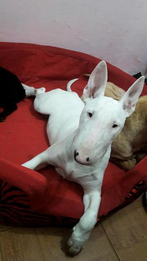 Bull Terrier Blancohembra 6 Meses