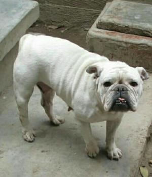 Bulldog Ingles de 15 Meses