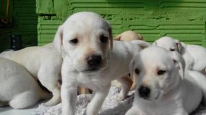CACHORROS DE RAZA PURA LABRADOR
