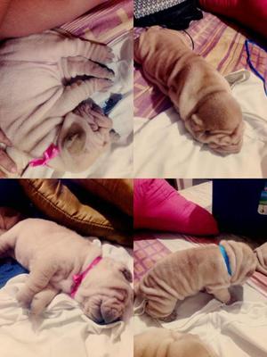 CACHORROS SHARPEI