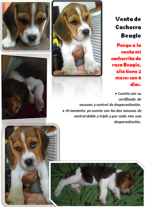 Cachorra Beagle Tricolor
