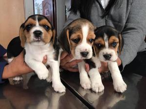 Cachorros Beagle