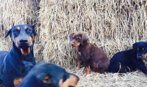 Cachorros Doberman