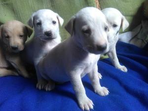 Cachorros Labradores