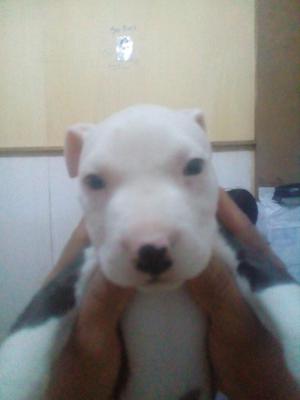 Cachorros Pitbull