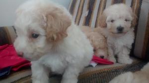 Cachorros Poodeel