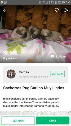 Cachorros Pug