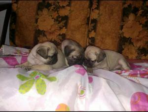 Cachorros Pug Carlino Muy Lindos