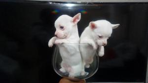 Chihuahua Toy Tea Cup Lindas Cachorritas