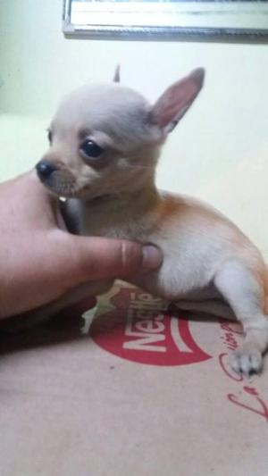 Chihuahua, macho toy, vacunado y desparasitado.